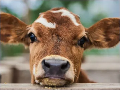 Quels sont les animaux les plus monogames (95%) ?