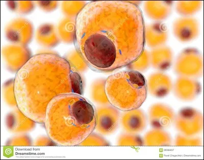 Quelles cellules sont spécialisées dans le stockage des lipides ?