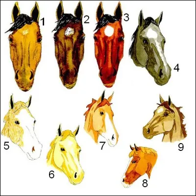 Quel est le cheval qui boit dans son blanc ?