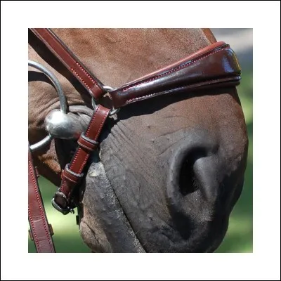 Comment s'appelle cette muserolle ?