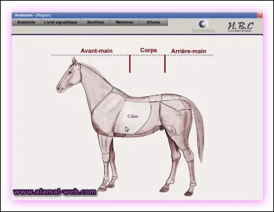Quelles parties du corps du cheval font partie de l'avant-main ?