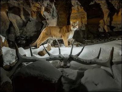 Identifiez l'animal de la photo !