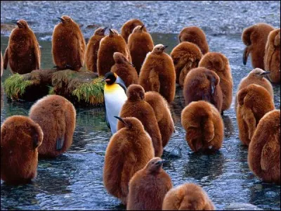 Si vous trouvez la bonne réponse, c'est que ...
