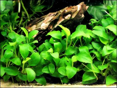 Laquelle de ces plantes est destinée à un biotope amazonien ?