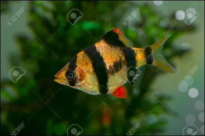 Lequel de ces poissons fait partie de la famille des Barbus ?