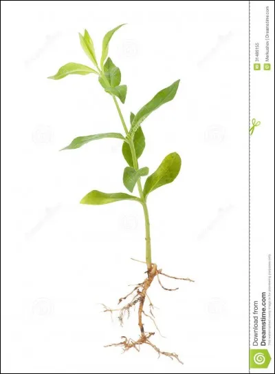 Quel est le plus important pour la pousse des plantes ?