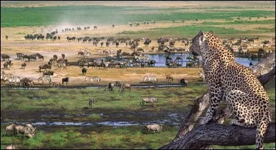 Dans quels pays se situe la plaine du Serengeti ?