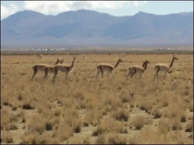 Dans quels pays se situe La Pampa ?