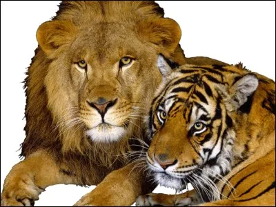 Vous préférez être dans...