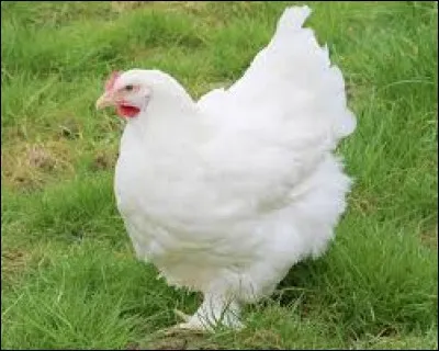 À quel compositeur doit-on l'oeuvre pour piano "La poule" ?