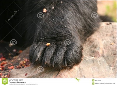 À quel animal appartient cette patte ?