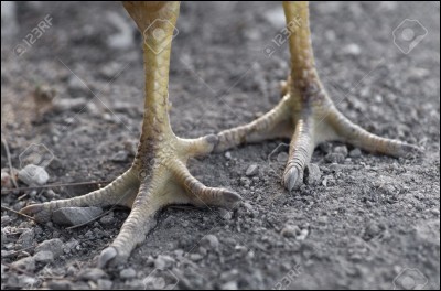 À quel animal appartiennent ces belles pattes ?