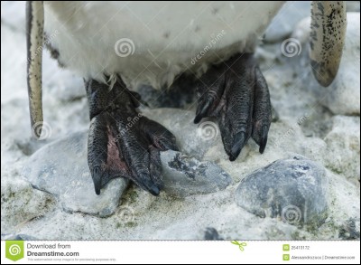 C'est tout blanc, à qui est-ce donc ?