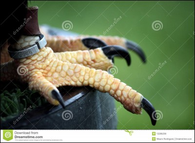 À qui sont ces pattes tranchantes ?