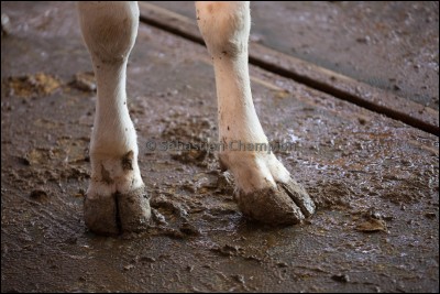 Dis donc il faudrait les laver tes pattes ! Mais qui es-tu ?