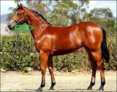 Comment nomme-t-on la partie du cheval désignée sur la photo ?