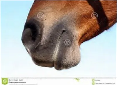 Le cheval à une ...