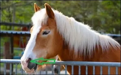 Comment nomme-t-on la partie du cheval désignée sur la photo ?