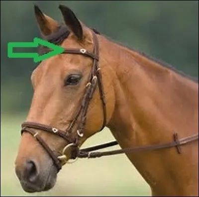 Comment nomme-t-on la partie du filet désignée sur la photo ?