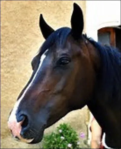 Ce cheval a une attitude de ...