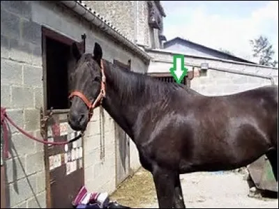 Comment nomme-t-on la partie du cheval désignée sur la photo ?