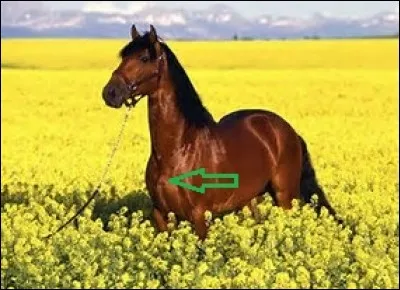 Comment nomme-t-on la partie du cheval désignée sur la photo ?