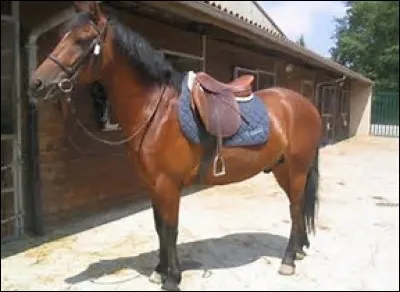 Quelle est la robe de ce cheval ?