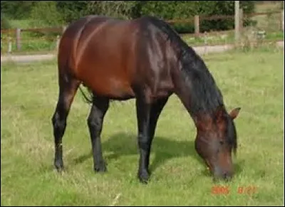 Quelle est la robe de ce cheval ?