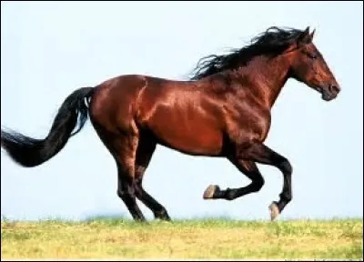 Pour se déplacer mon cheval utilise ses ...