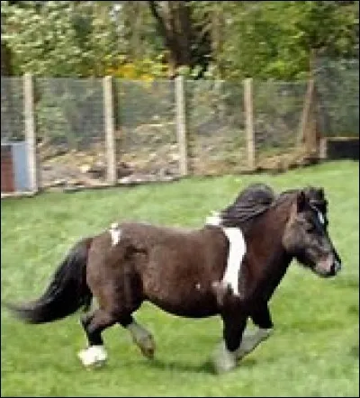 Quelles sont les parties principales du cheval ou poney ?