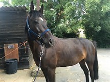 Quiz Galop 1