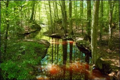 Tu te perds en forêt, tu...