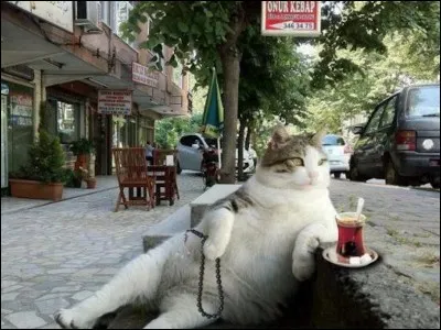 Tu trouves un animal (chien ou chat) dans la rue, tu...