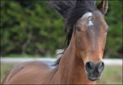 Comment s'appelle le cheval de Carole ?