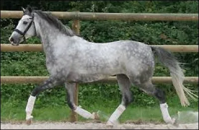 Quel est le deuxième cheval que monte Lisa à San Marco ?