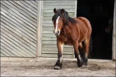 Quel est le cheval que monte Carole lorsqu'elle sauve sa tante ?