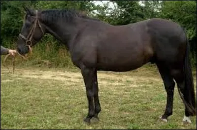 Quel est le cheval sur lequel flashe Carole dans ''Le Choix de Carole'' ?