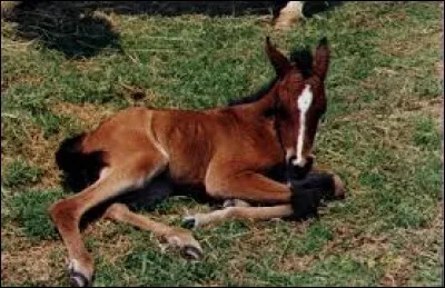 Quel était le métier de la mère de Carole ?