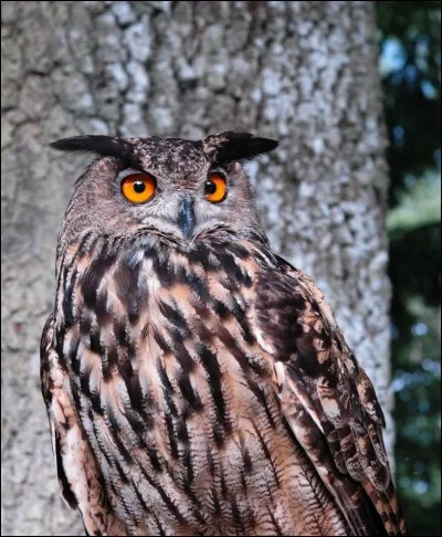 Plus difficile, trouvez le ou les interprètes de "Oiseau de Nuit" !