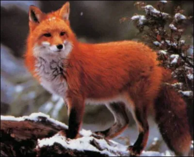 Si un renard est dans le camp et qu'il va dans la pouponni&egrave;re, que fais-tu ?