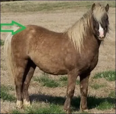 Quel est le nom de cette partie du cheval ?