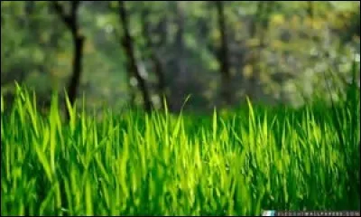 Quel est le nom de cet aliment ?