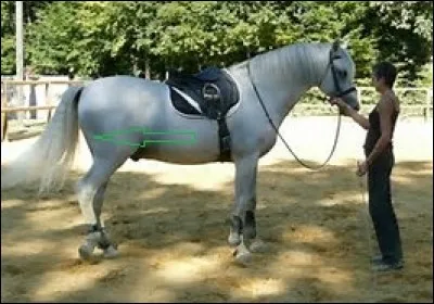 Quel est le nom de cette partie du cheval ?