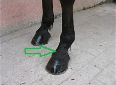 Quel est le nom de cette partie du pied du cheval ?
