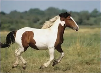 Quelle est la robe de ce cheval ?
