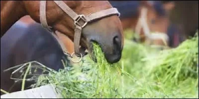Quel est le bon ordre pour donner ces aliments au cheval ?