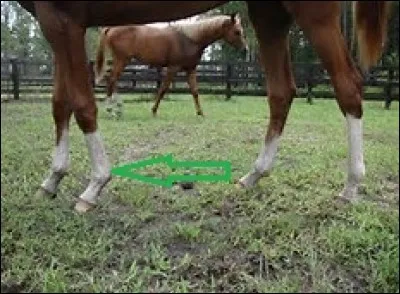 Comment s'appelle cette partie de l'antérieur du cheval ?