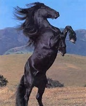 Quiz Galop 2