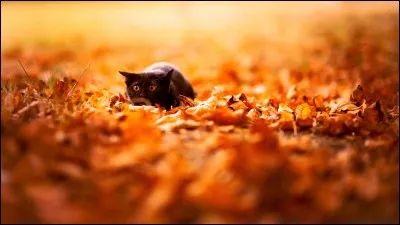 Dans "La Quête d'Étoile de Feu", quel est le seul chat à maintenir les lois des ancêtres du clan du Ciel ?