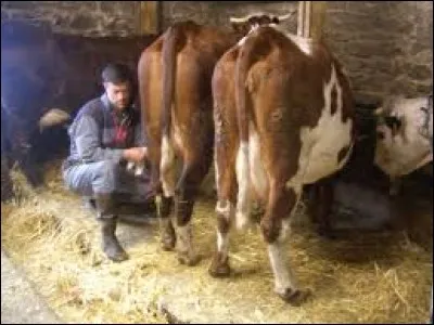 La fermière se plaint de son mari car il sent le lait au pi !